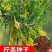 柠条种子小叶锦鸡儿种籽抗旱治沙多年生护坡绿化林木灌木