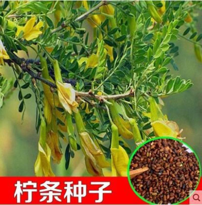 柠条种子小叶锦鸡儿种籽抗旱治沙多年生护坡绿化林木灌木