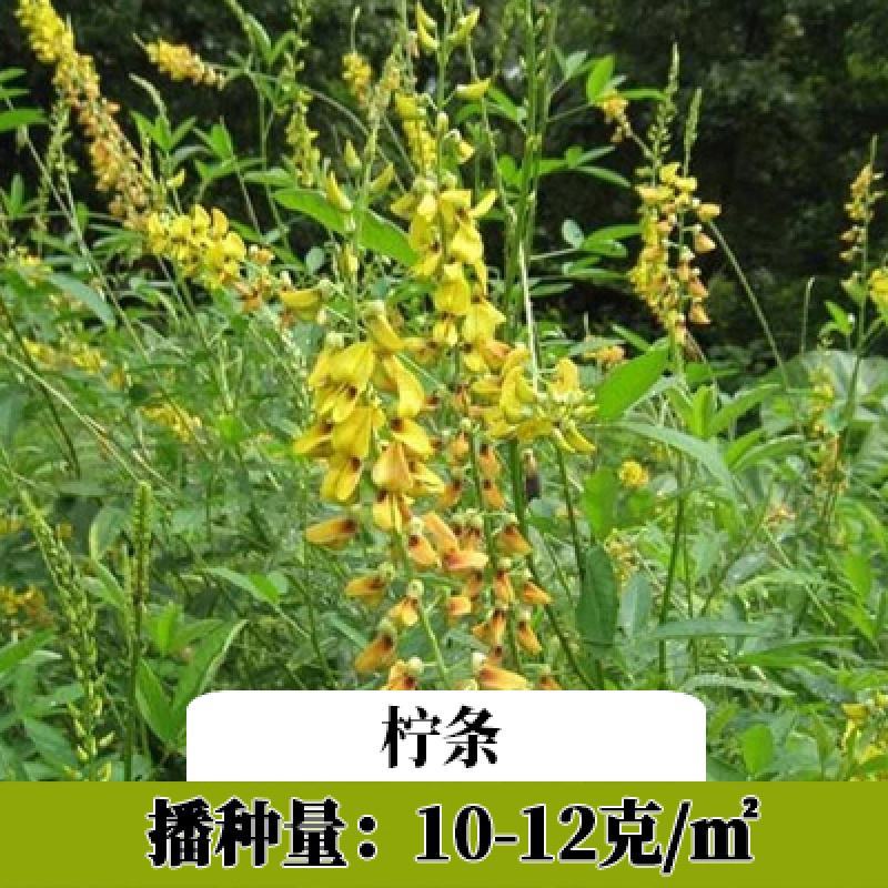 柠条种子小叶锦鸡儿种籽抗旱治沙多年生护坡绿化林木灌木