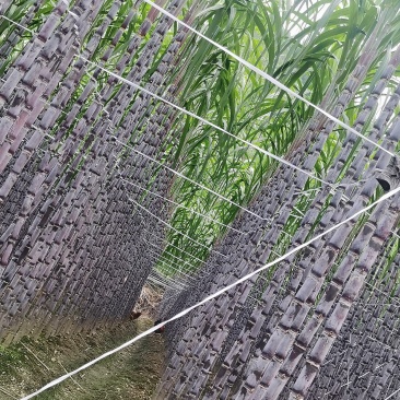 贵州甘蔗紫皮甘蔗产地推销一手货源，货量充足量大从优