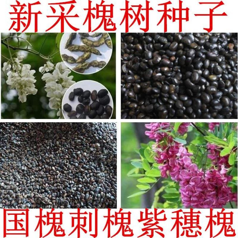 刺槐种子可食用香花槐洋槐槐花篱笆栅栏春季秋季蜜源植物种籽