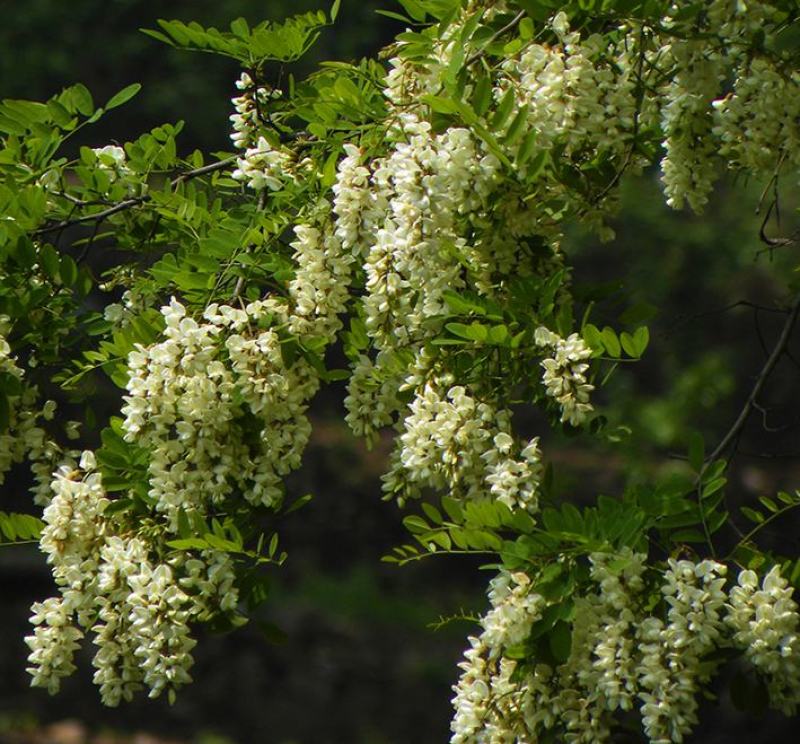 刺槐种子可食用香花槐洋槐槐花篱笆栅栏春季秋季蜜源植物种籽