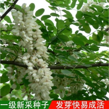 刺槐种子可食用香花槐洋槐槐花篱笆栅栏春季秋季蜜源植物种籽