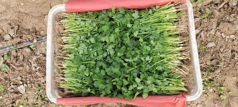 河南基地大叶香菜铁杆青香菜走市场电商入库每天大量有货