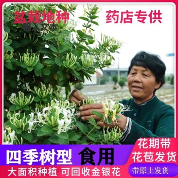 金银花苗、贝花、湘蕾花王、四季花、技术指导合同回收