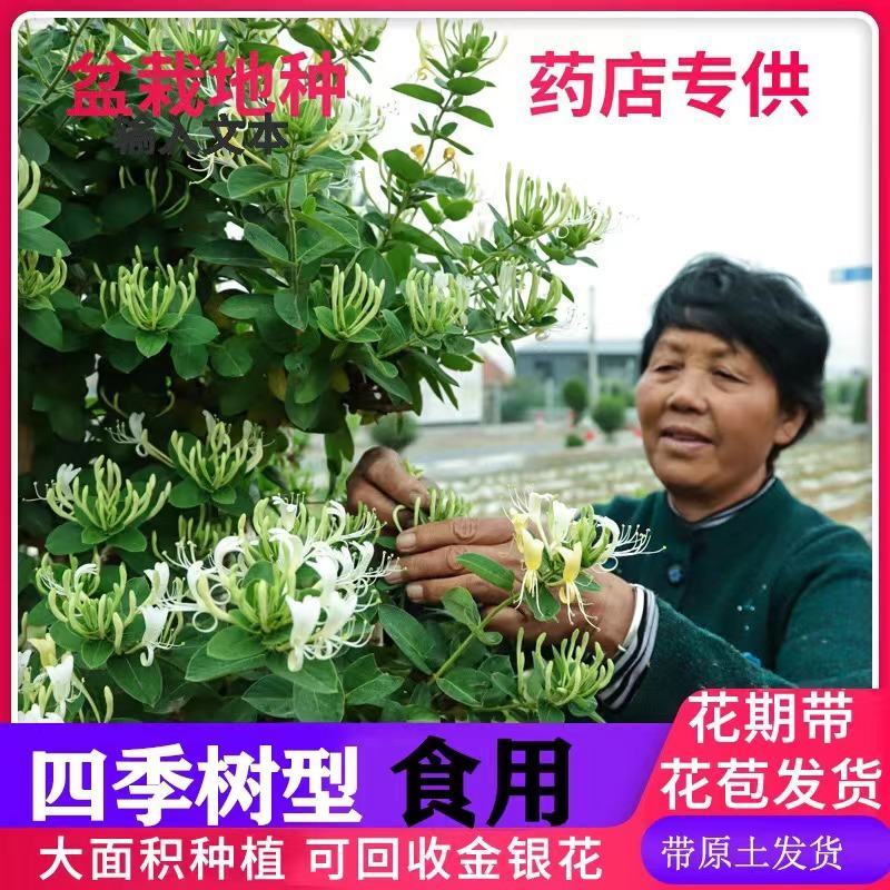 金银花苗、贝花、湘蕾花王、四季花、技术指导合同回收