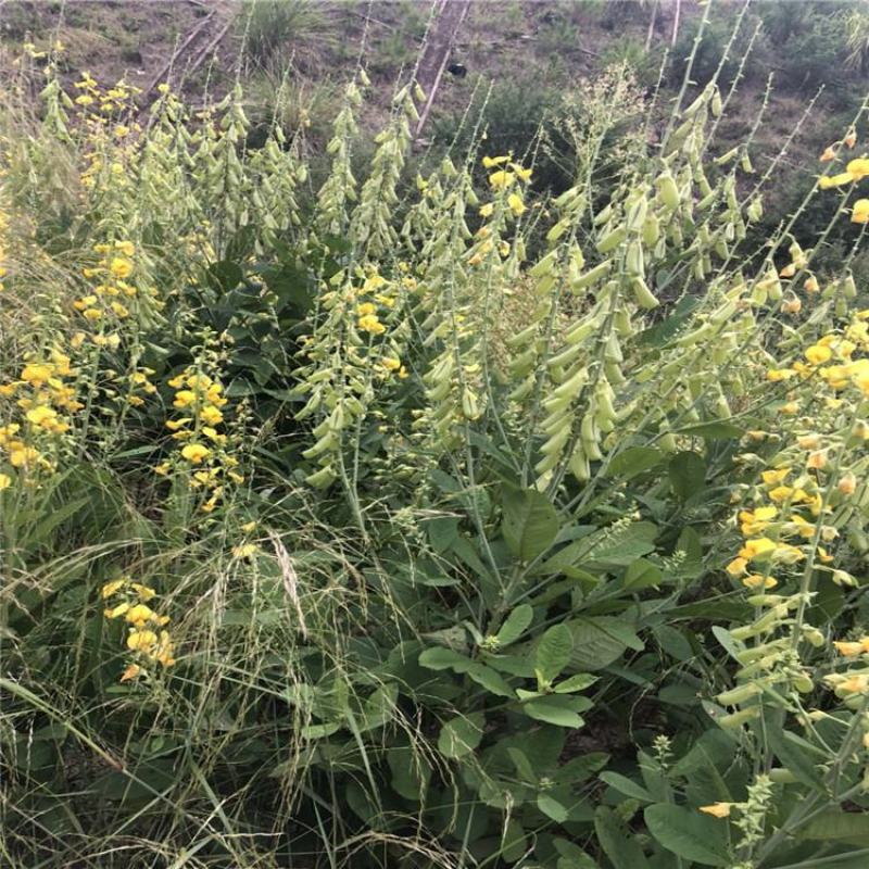荒山植物盐碱地贫瘠土壤高速护坡植物猪屎豆种子野花生