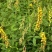 荒山植物盐碱地贫瘠土壤高速护坡植物猪屎豆种子野花生