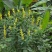 荒山植物盐碱地贫瘠土壤高速护坡植物猪屎豆种子野花生