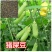 荒山植物盐碱地贫瘠土壤高速护坡植物猪屎豆种子野花生