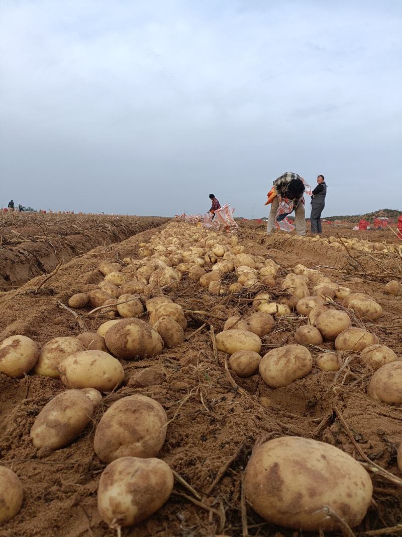 榆林沙地土豆V7土豆希森黄皮黄心大量供货一手货源