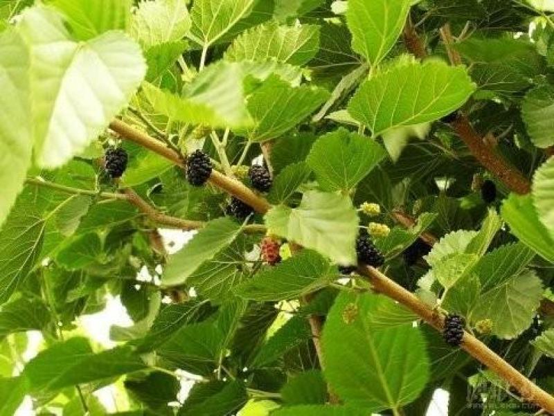桑树种子大叶强农桑蚕桑子养蚕桑饲料桑桂桑四季种植野生桑