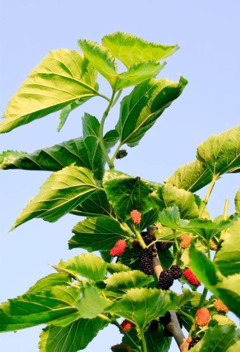 桑树种子大叶强农桑蚕桑子养蚕桑饲料桑桂桑四季种植野生桑
