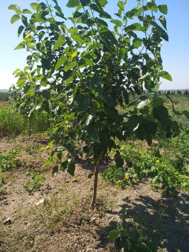 桑树种子大叶强农桑蚕桑子养蚕桑饲料桑桂桑四季种植野生桑