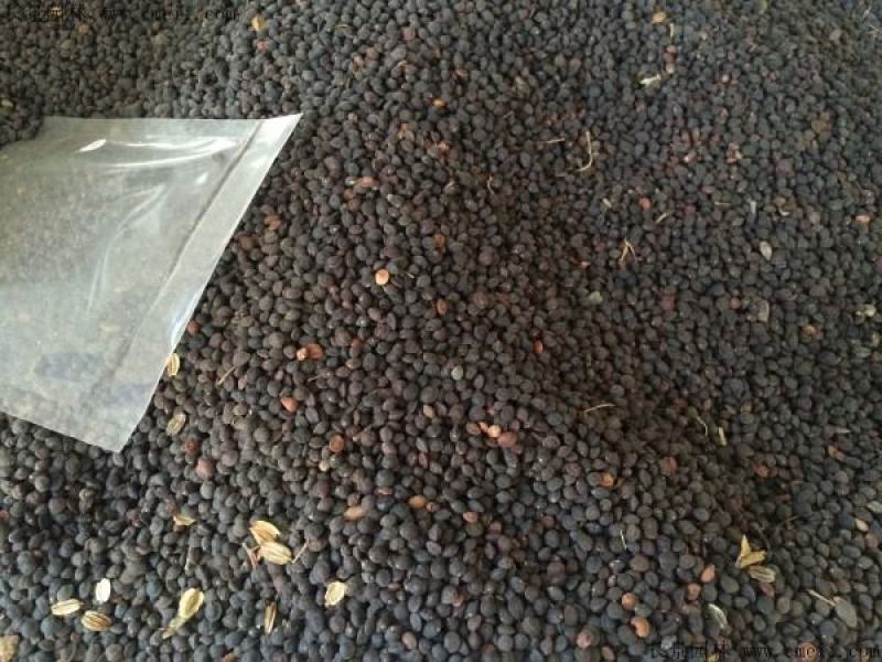 桑树种子大叶强农桑蚕桑子养蚕桑饲料桑桂桑四季种植野生桑