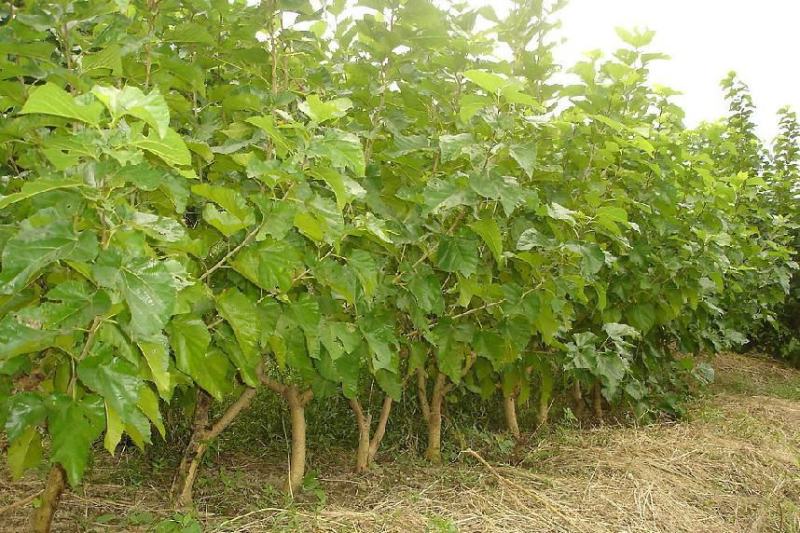 桑树种子大叶强农桑蚕桑子养蚕桑饲料桑桂桑四季种植野生桑