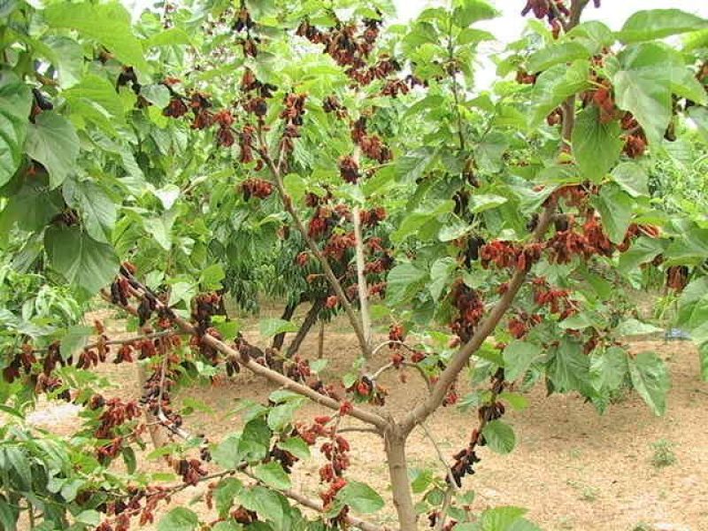 桑树种子大叶强农桑蚕桑子养蚕桑饲料桑桂桑四季种植野生桑
