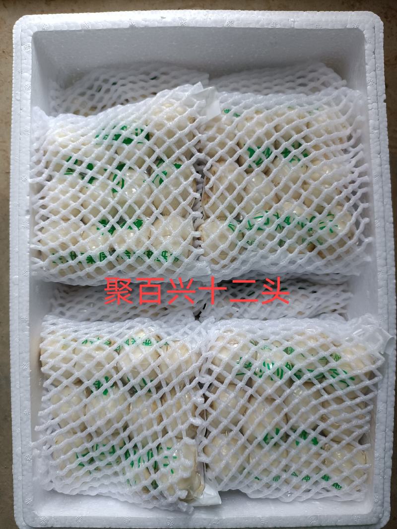 兰州百合【优选】批发零售，量大从优【包邮】