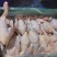 新鲜屠宰光清远鸡（白切、清蒸、红烧）