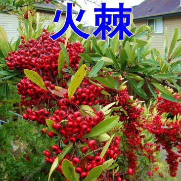新采火棘种子火棘种籽林木树种沙棘围墙铁篱笆种子红刺木耐旱