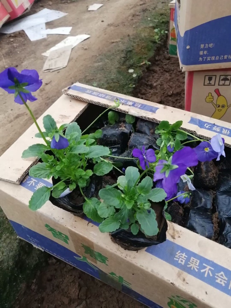 三色堇，冬季用草花，红黄蓝，三种颜色货源充足