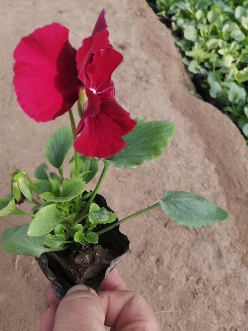 三色堇，冬季用草花，红黄蓝，三种颜色货源充足