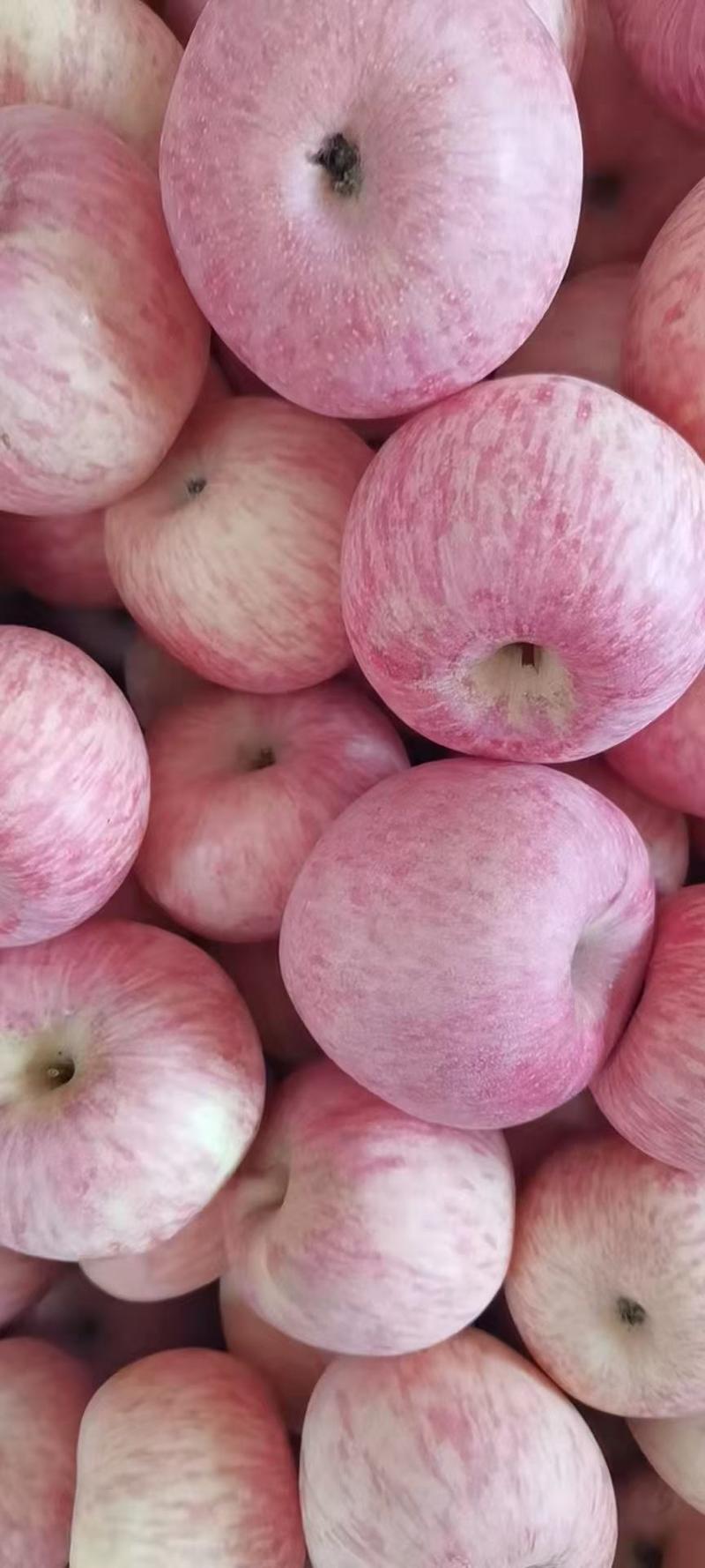 礼泉苹果膜袋苹果红富士苹果陕西苹果产地一手货源