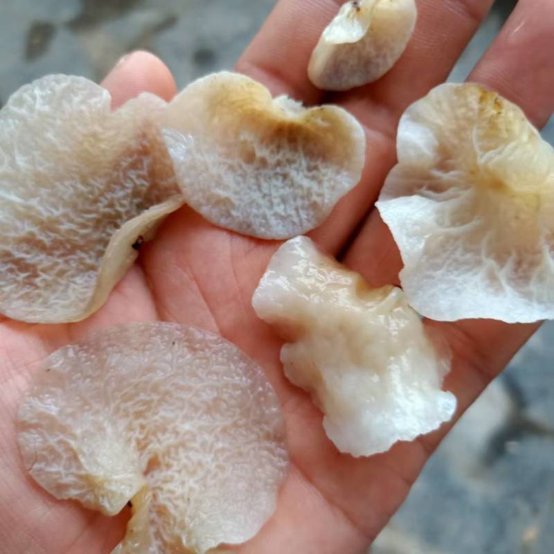 羊肚耳，珍珠菌沙耳，干品羊肚菌，产地批发足干货源羊肚耳