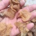 羊肚耳，珍珠菌沙耳，干品羊肚菌，产地批发足干货源羊肚耳