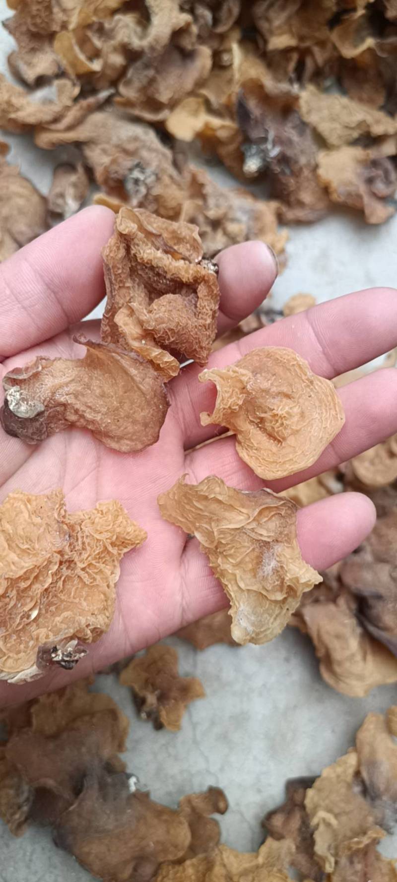 羊肚耳，珍珠菌沙耳，干品羊肚菌，产地批发足干货源羊肚耳