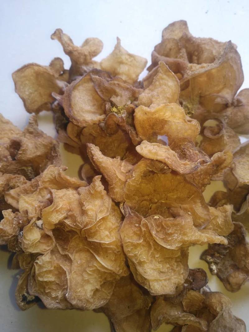 羊肚耳，珍珠菌沙耳，干品羊肚菌，产地批发足干货源羊肚耳