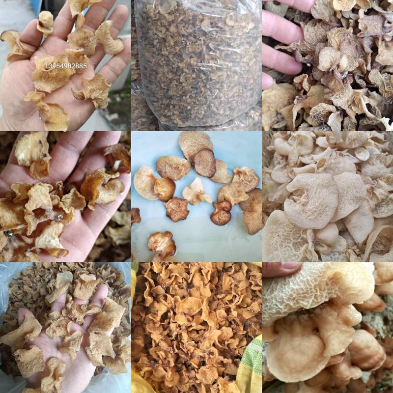 羊肚耳，珍珠菌沙耳，干品羊肚菌，产地批发足干货源羊肚耳