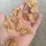 羊肚耳，珍珠菌沙耳，干品羊肚菌，产地批发足干货源羊肚耳