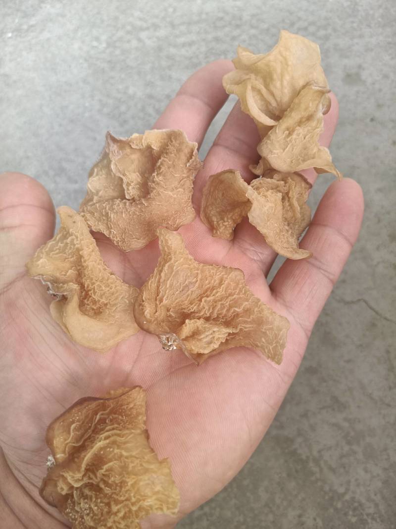 羊肚耳，珍珠菌沙耳，干品羊肚菌，产地批发足干货源羊肚耳