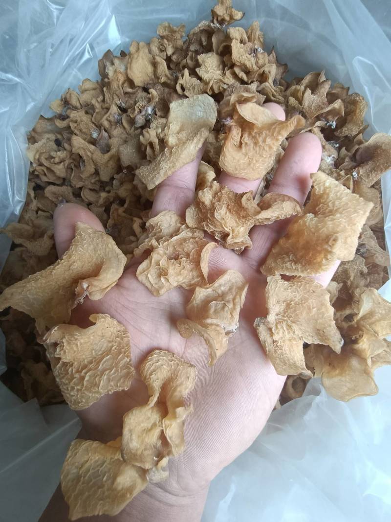羊肚耳，珍珠菌沙耳，干品羊肚菌，产地批发足干货源羊肚耳
