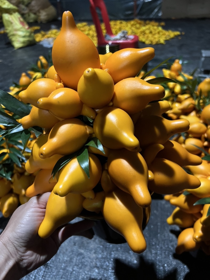 黄金果盆栽，室内室外好养