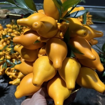 黄金果盆栽，室内室外好养
