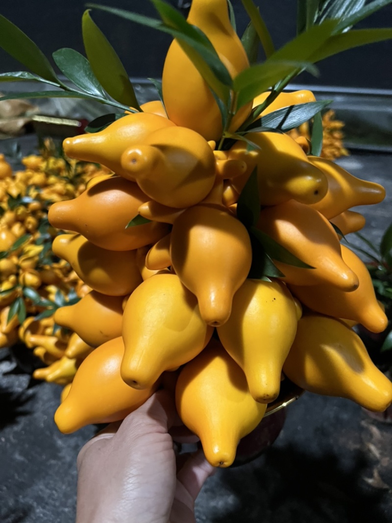 黄金果盆栽，室内室外好养