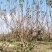 杏树，8-25公分杏树