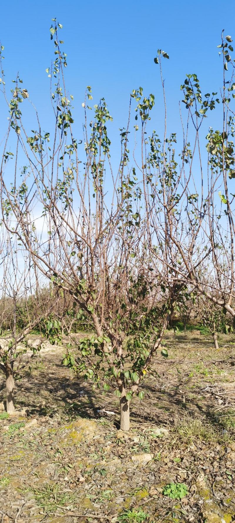 杏树，8-25公分杏树