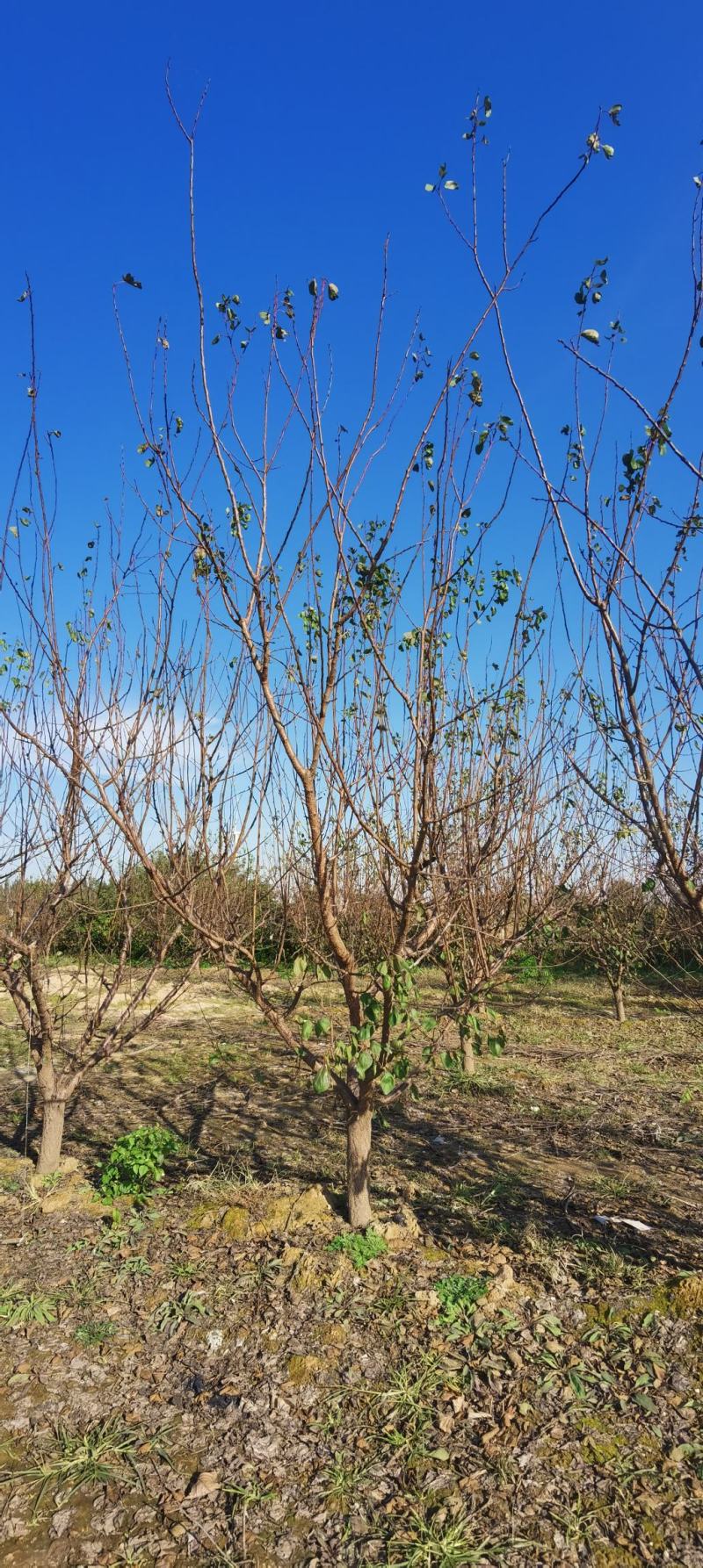 杏树，8-25公分杏树