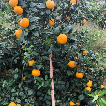 沃柑