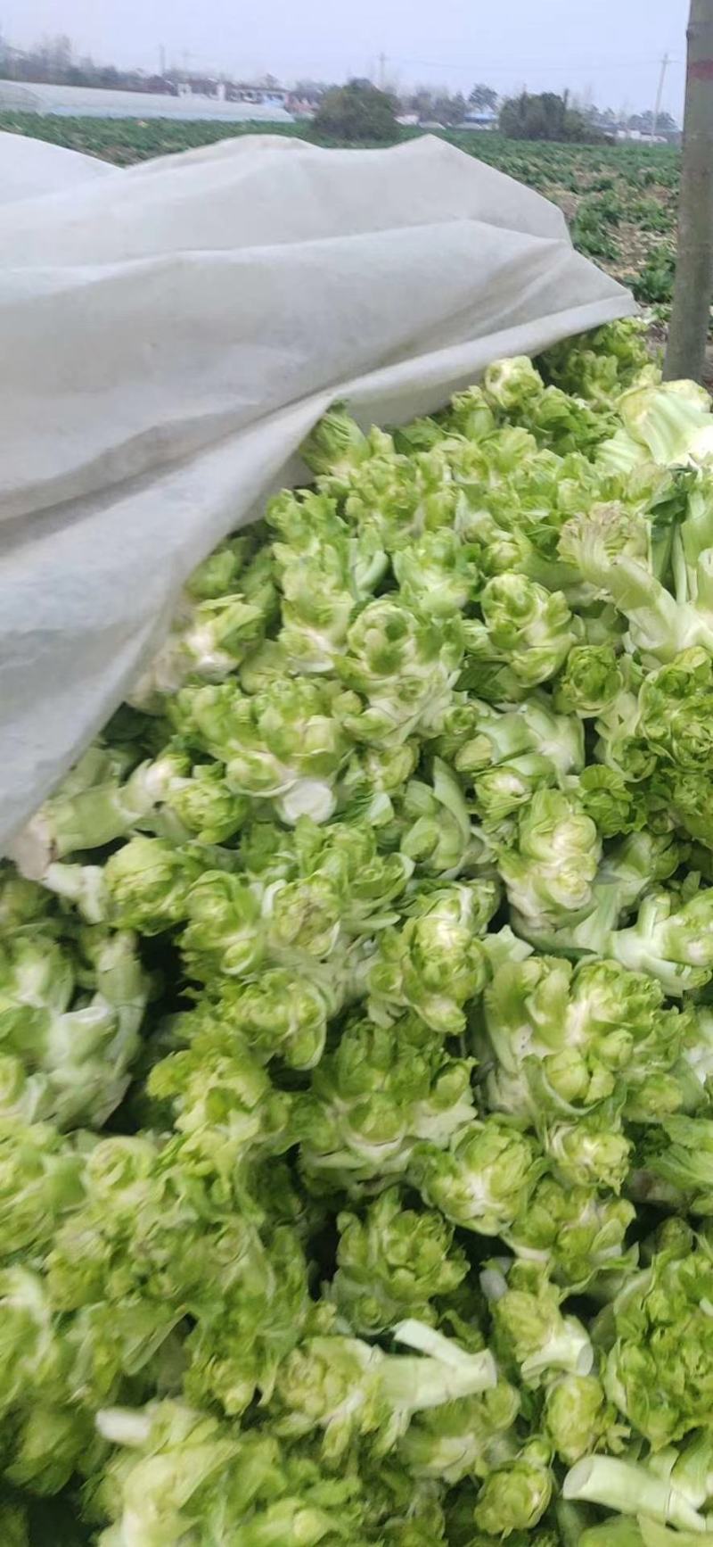 儿菜产地直发现采现装