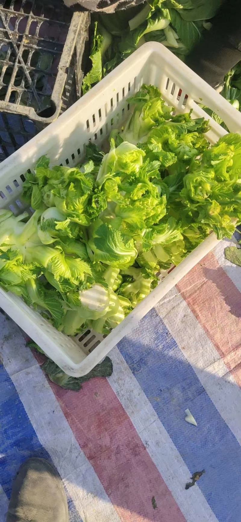 儿菜产地直发现采现装