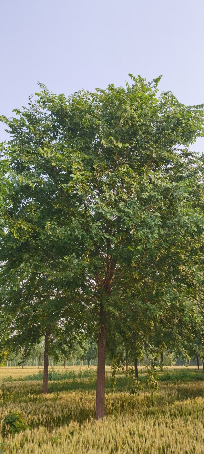 榆树，白榆树，速生榆树