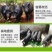 纯种臧香猪，黑猪大母猪，猪仔，种公猪，草地，果园放养