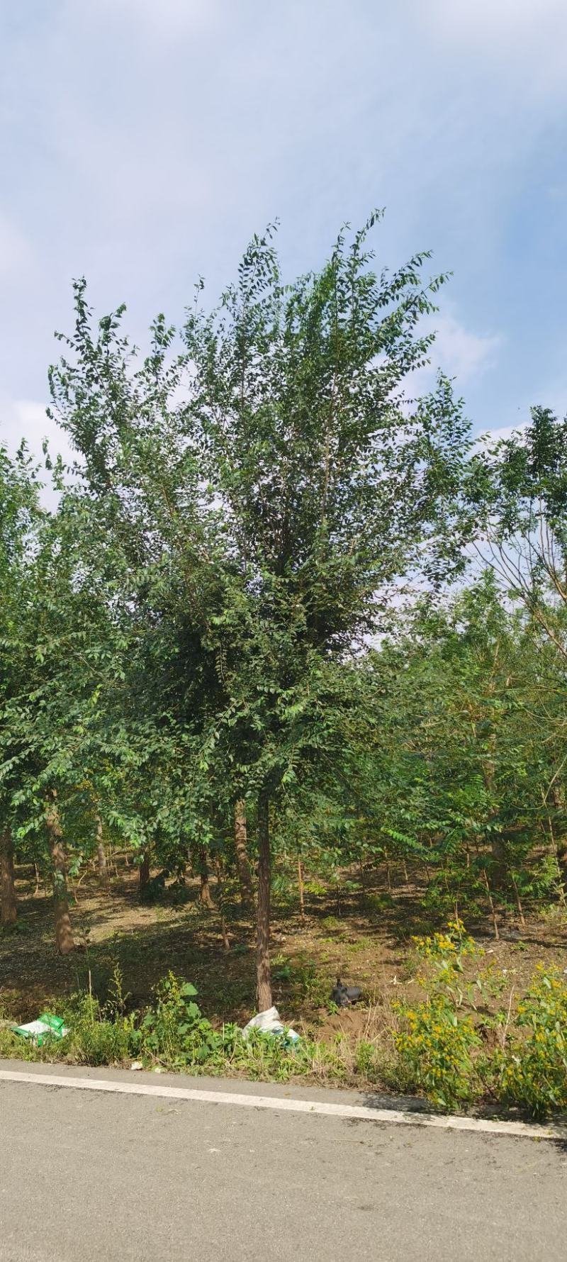 榆树，白榆树，速生榆树
