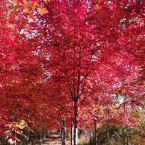 美国红枫秋火焰1~15公分树型优美大量供应