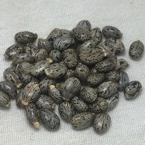 蓖麻子干货中药材颗粒均匀量大从优