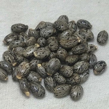 蓖麻子干货中药材颗粒均匀量大从优